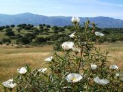 La Jara en flor. Abad�a, C�ceres